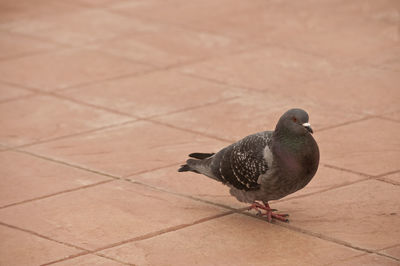 High angle view of pigeon perching on floor