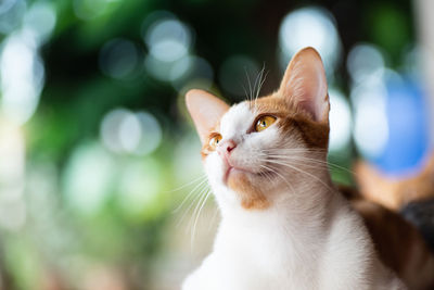 Close-up of cat looking away