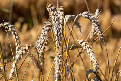 Close-up of stalks in field