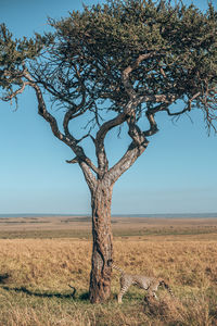 Tree on field against sky