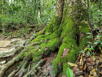 View of trees in forest