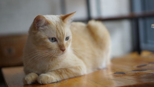 Close-up of a cat looking away