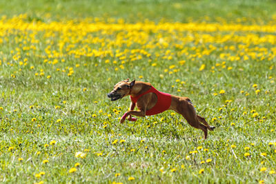 Whippet dog in red shirt running and chasing lure in the field on coursing competition