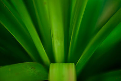 Extreme close up of succulent plant