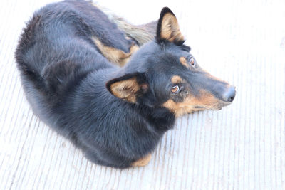 High angle view of a dog looking away