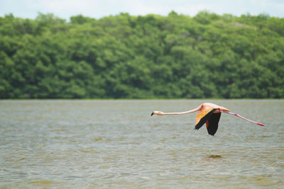 Bird flying over a lake