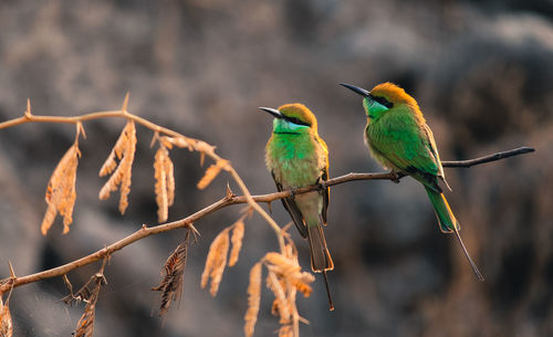 Close-up of bee-eaters perching on branch