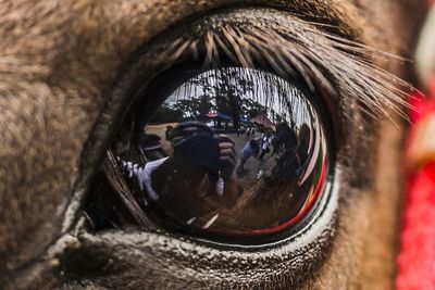 Extreme close up of horse eye