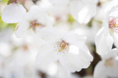 Close-up of white cherry blossoms