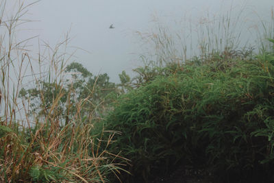 Plants growing on land against sky
