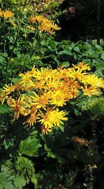 Close-up of yellow flowers