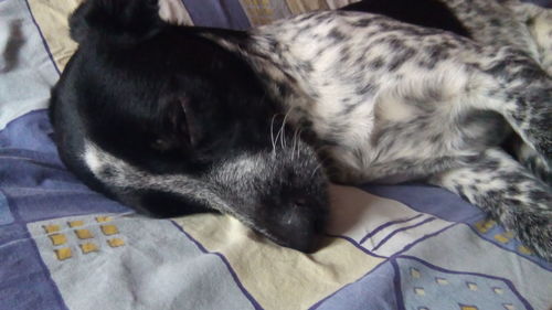 High angle view of cat sleeping on bed