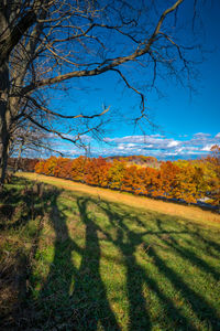 Scenic view of field against clear blue sky