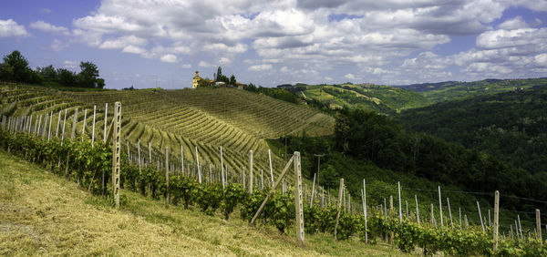 Scenic view of vineyard against sky