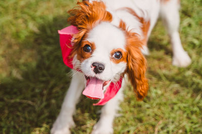 Portrait of dog sticking out tongue on field