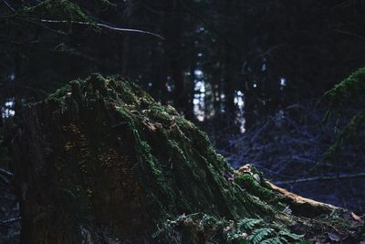 View of trees in forest