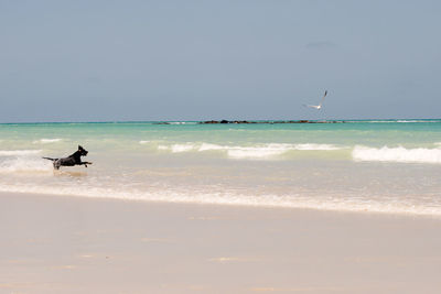 Dog running in sea against sky