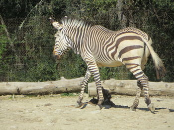 Side view of zebra crossing in zoo