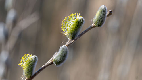 Close-up of flower buds growing outdoors