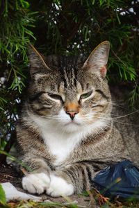 Close-up portrait of a cat