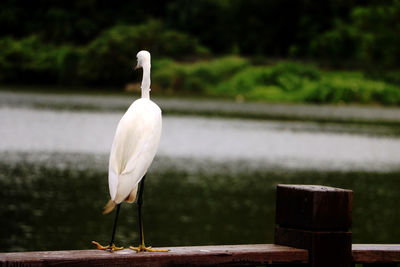 White bird perching on railing against lake