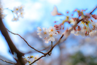 Close-up of cherry blossom on tree