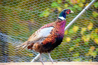 Ringneck pheasant