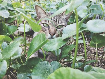 Portrait of a cat