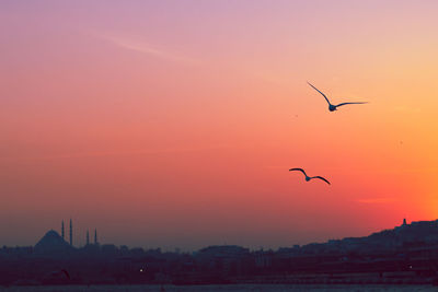 Silhouette of birds flying in sky during sunset