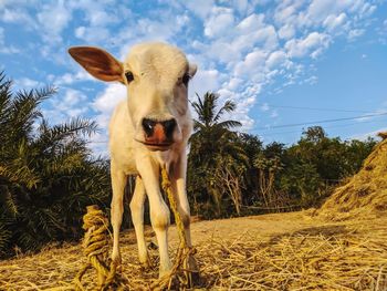 Portrait of cow on field