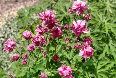 Close-up of pink flowers