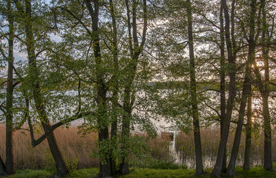 Trees growing on field in forest