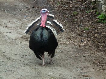 Full length of a bird on field