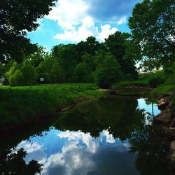 Reflection of trees in water