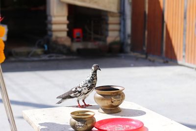 Pigeon perching on table