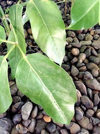 Close-up of fresh green leaf