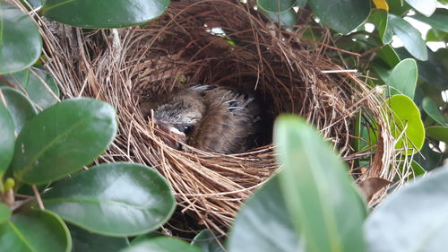 View of bird in nest