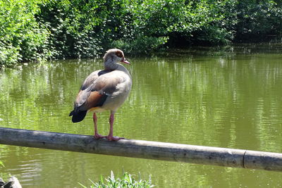 Bird perching on a lake