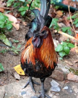 Close-up of rooster on field