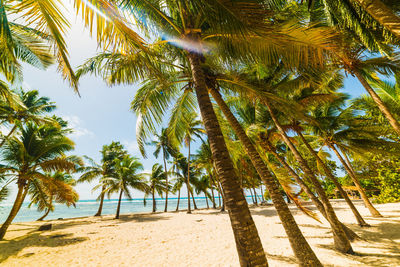 Palm trees on beach against sky