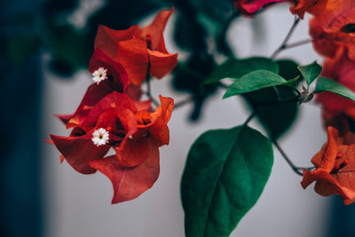 Close-up of red flower