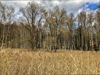 Bare trees on field against sky