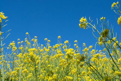 Low angle view of fresh yellow flowers against clear blue sky