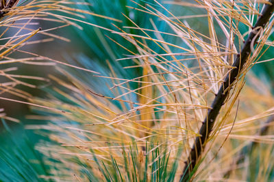 Close-up of crops on field