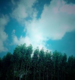 Low angle view of trees against sky in forest