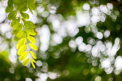 Close-up of leaves