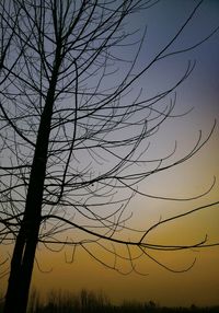 Low angle view of silhouette bare tree against sky