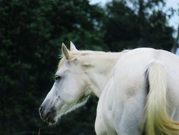 Rear view of white horse standing outdoors