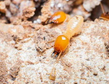 Close-up of insects