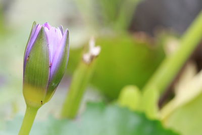 Close-up of purple flower buds